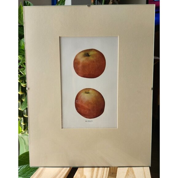 Framed McLellan Apple Print from The Apples of New York Printed in 1903 11x14 - Picture 1 of 3